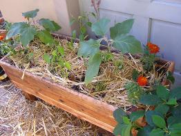 Veggie Planted Planter Box Cape Town