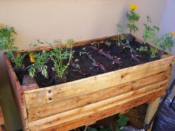 Veggie Planted Planter Box Tokai